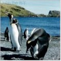 King penguins