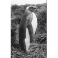 Young king penguin