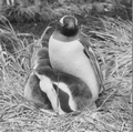 Gentoo family