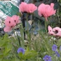 Unknown Perennial Poppy