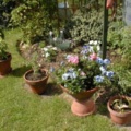 Border and pots