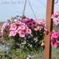 Hanging baskets