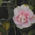 Camellia.