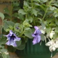 Hanging basket.