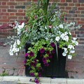 Image 16