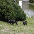 Image 39