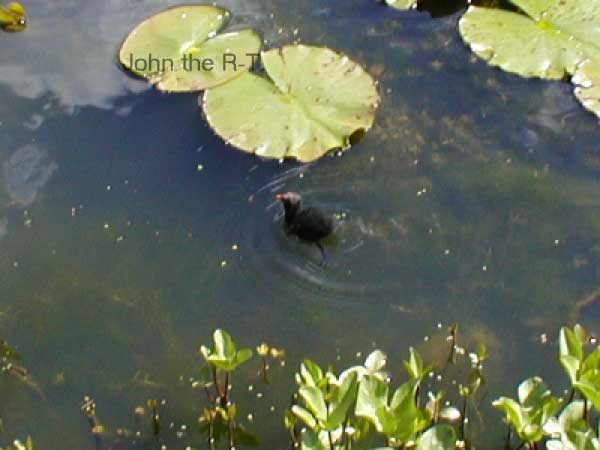 Wisley 019