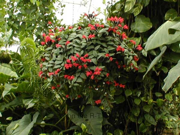Wisley 024