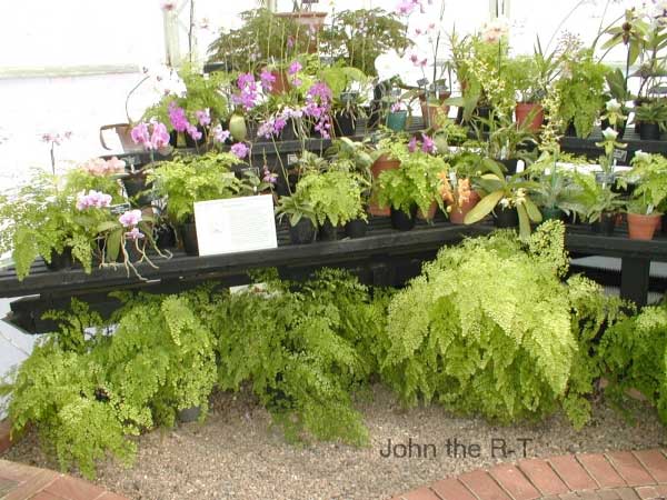 Wisley 027