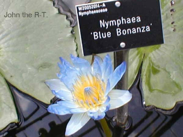 Wisley 033