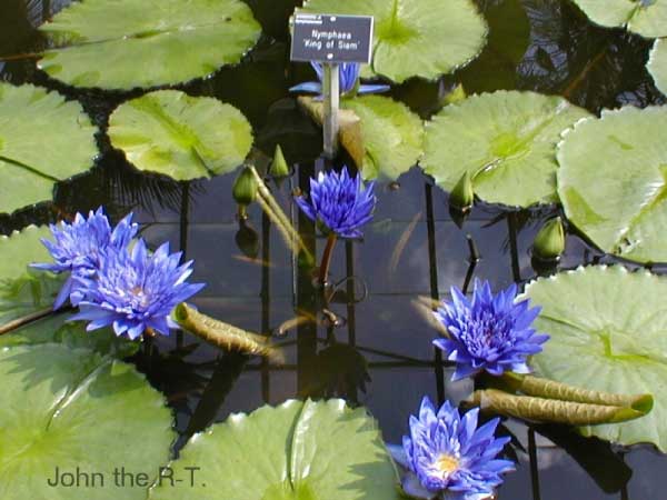 Wisley 034