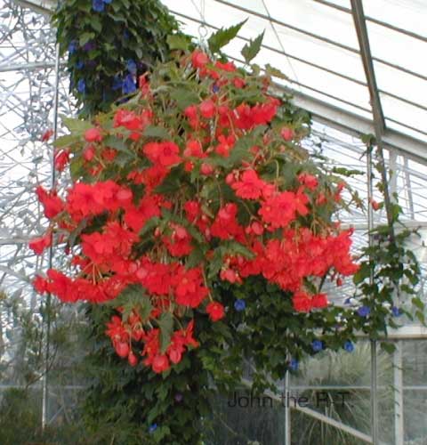 Wisley 035