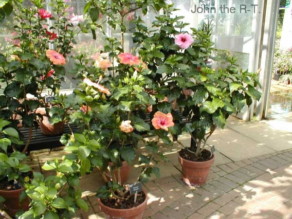 Wisley 039